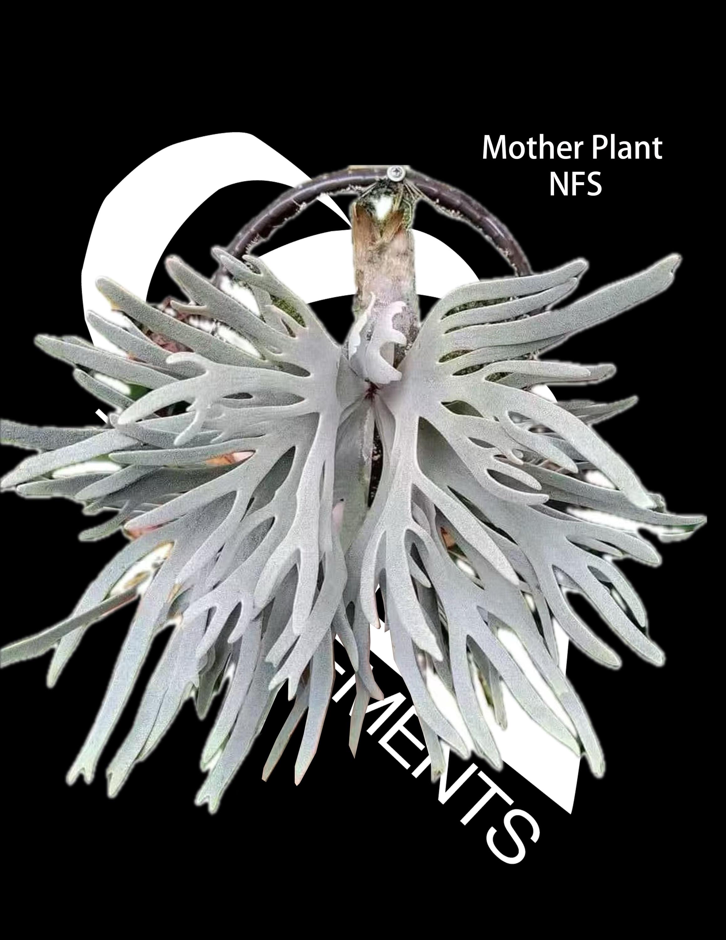 US Seller Platycerium Willinckii Jade Girl Sporelings - Etsy