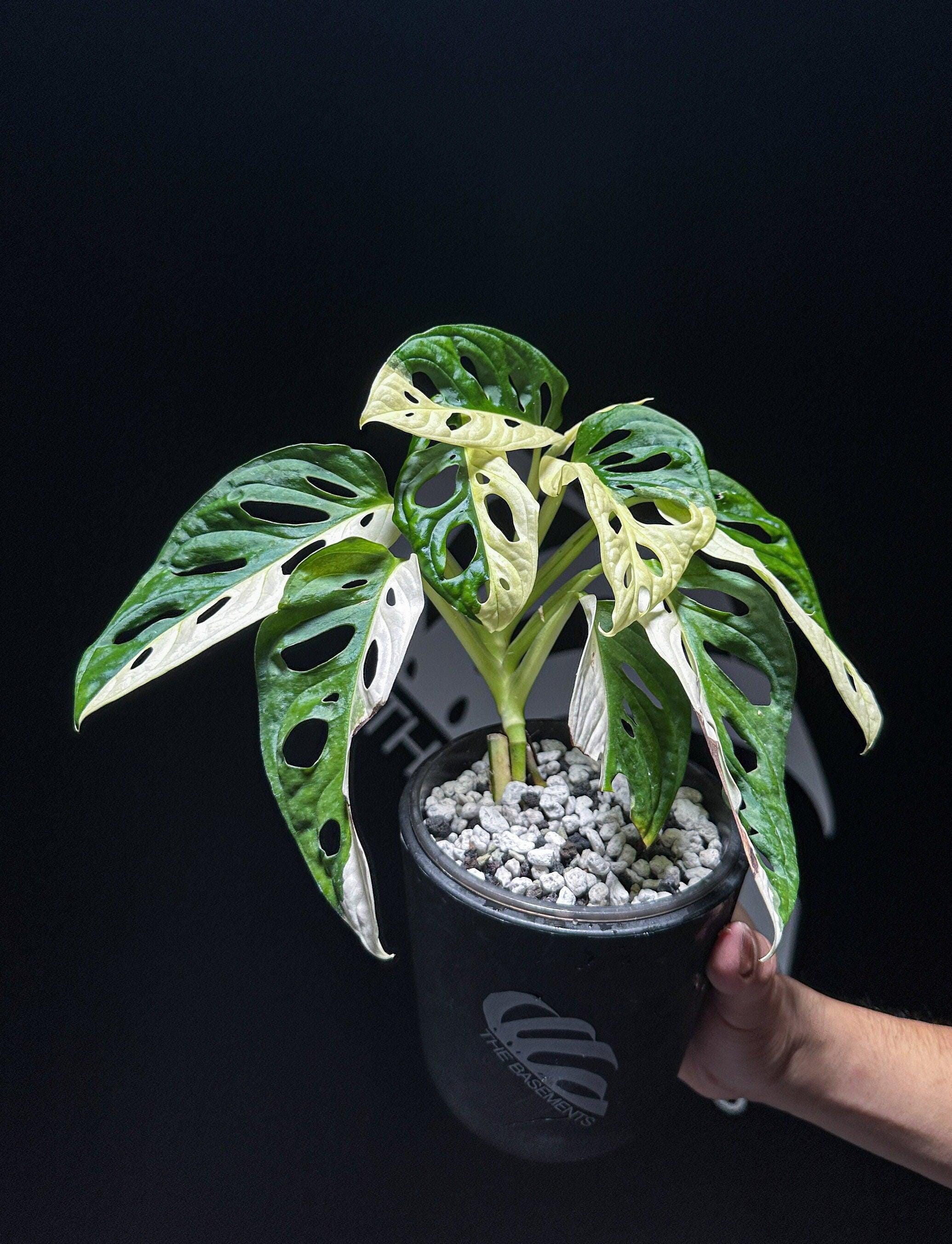 sansevieria trifasciata black gold Sansevieria Black Gold 6