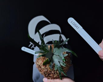 US Seller Platycerium Willinckii Golden Boy Sporeling - Etsy