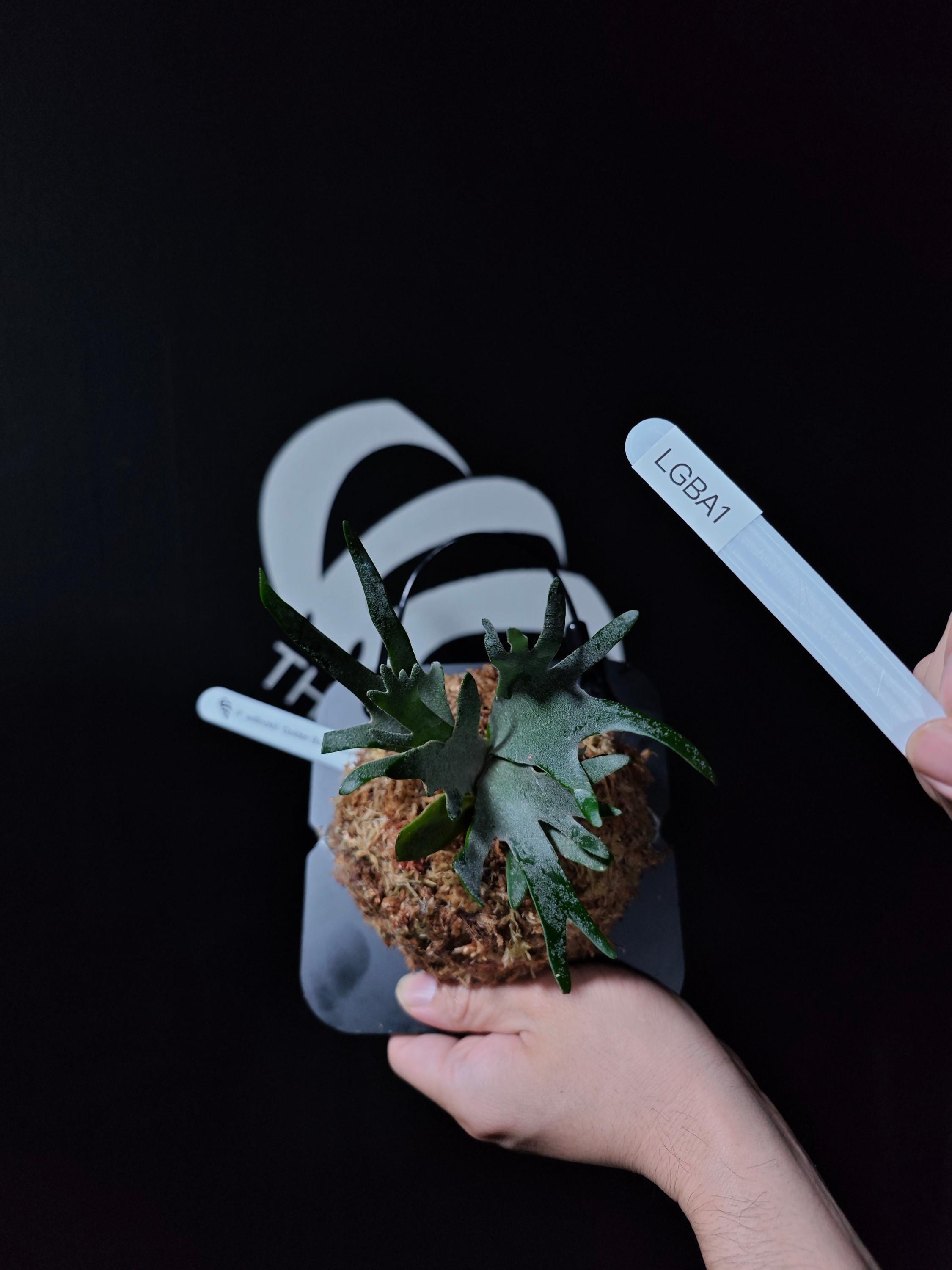 US Seller Platycerium Willinckii Golden Boy Sporeling - Etsy