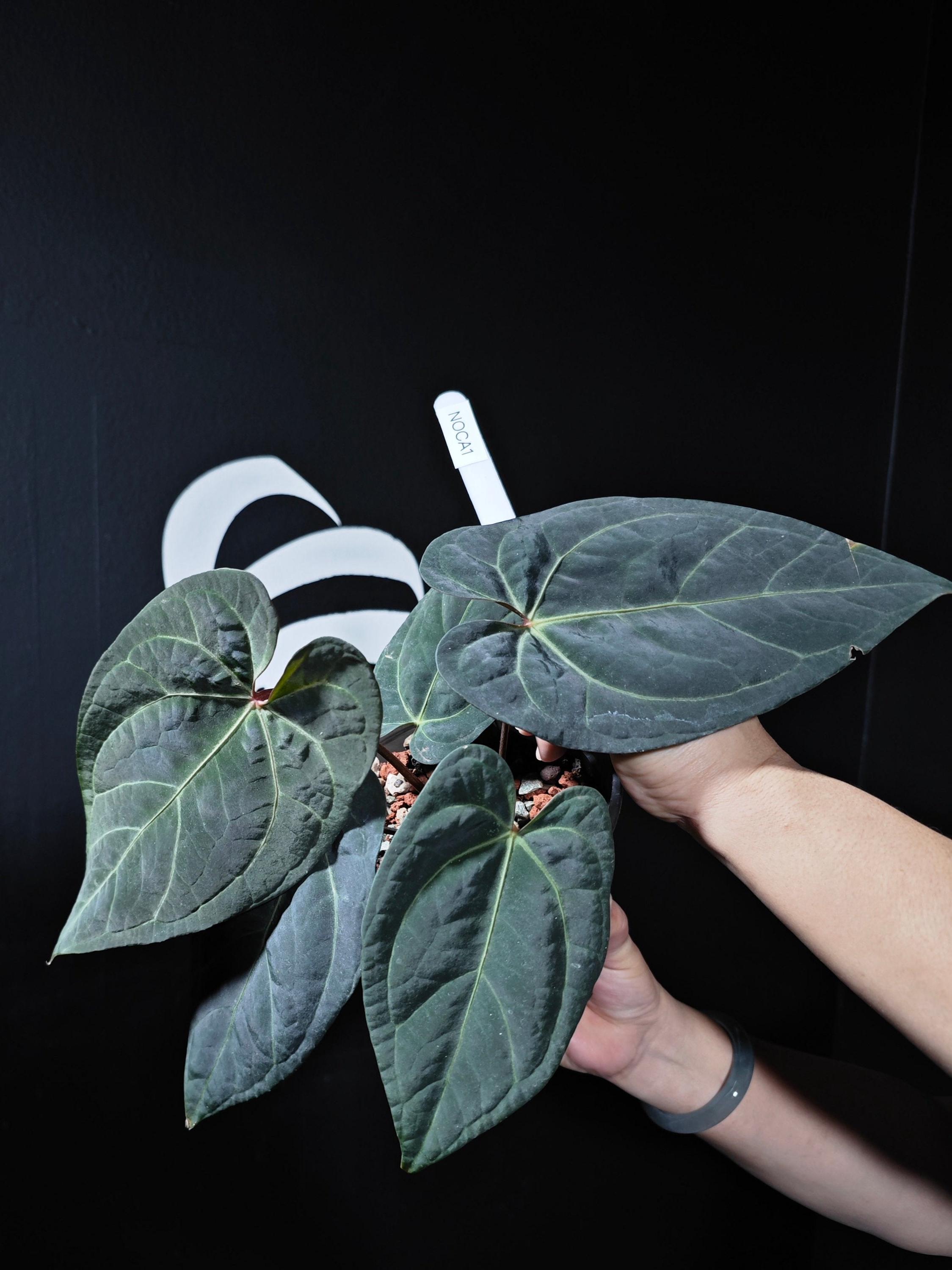Anthurium Portillae X - Etsy