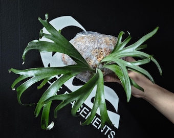 Platycerium Jenny, TC - Etsy