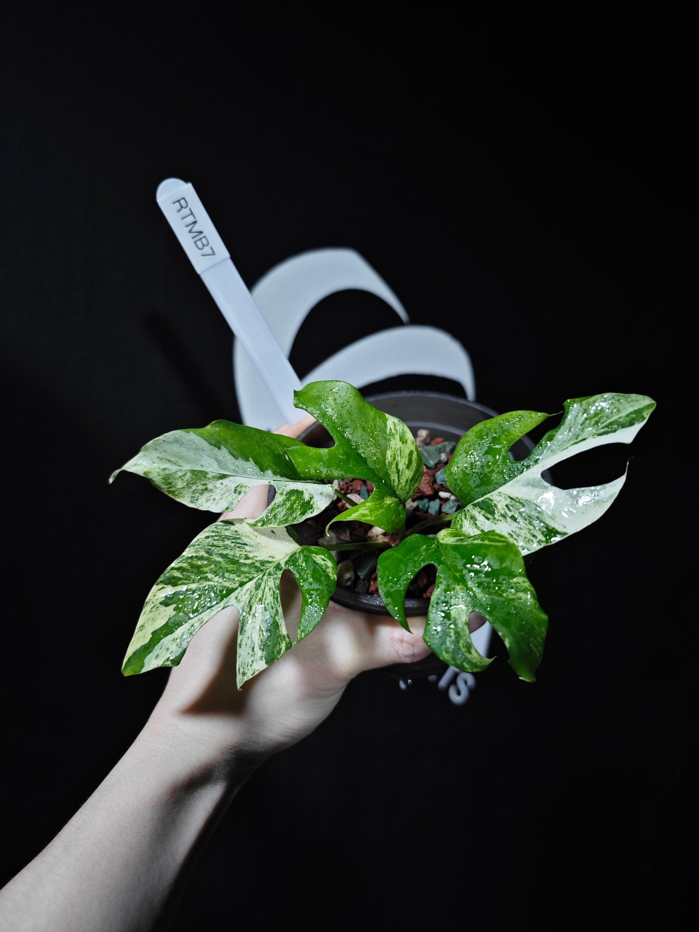 US Seller Rhaphidophora Tetrasperma Migma Variegated - Etsy Canada