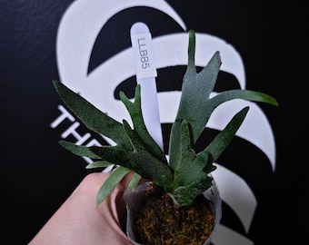 US Seller Platycerium Willinckii Golden Boy Sporeling - Etsy