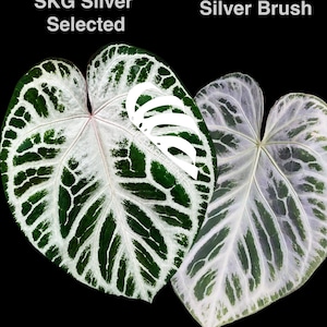 Anthurium Skg Silver - Etsy