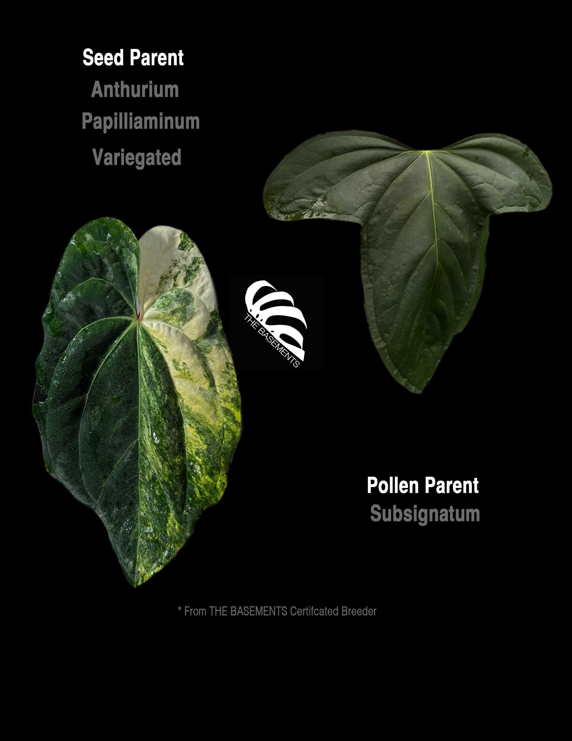 Anthurium Papilliaminum Variegated X Subsignatum Seeding - Etsy