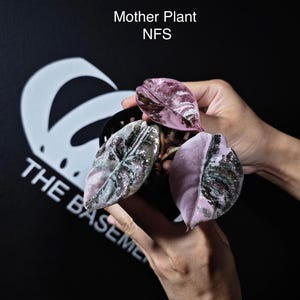 US Seller Alocasia Cuprea Pink Variegated - Etsy