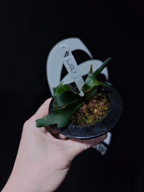 US Seller Platycerium Willinckii Jade Girl Sporelings - Etsy
