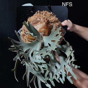 Platycerium Willinckii Jenny - Etsy