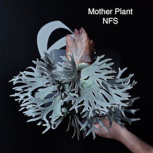 Platycerium Willinckii Asurada Sporeling - Etsy