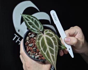 Anthurium Silver Tiger X Clarinervium Starter Plant (ALL STARTER