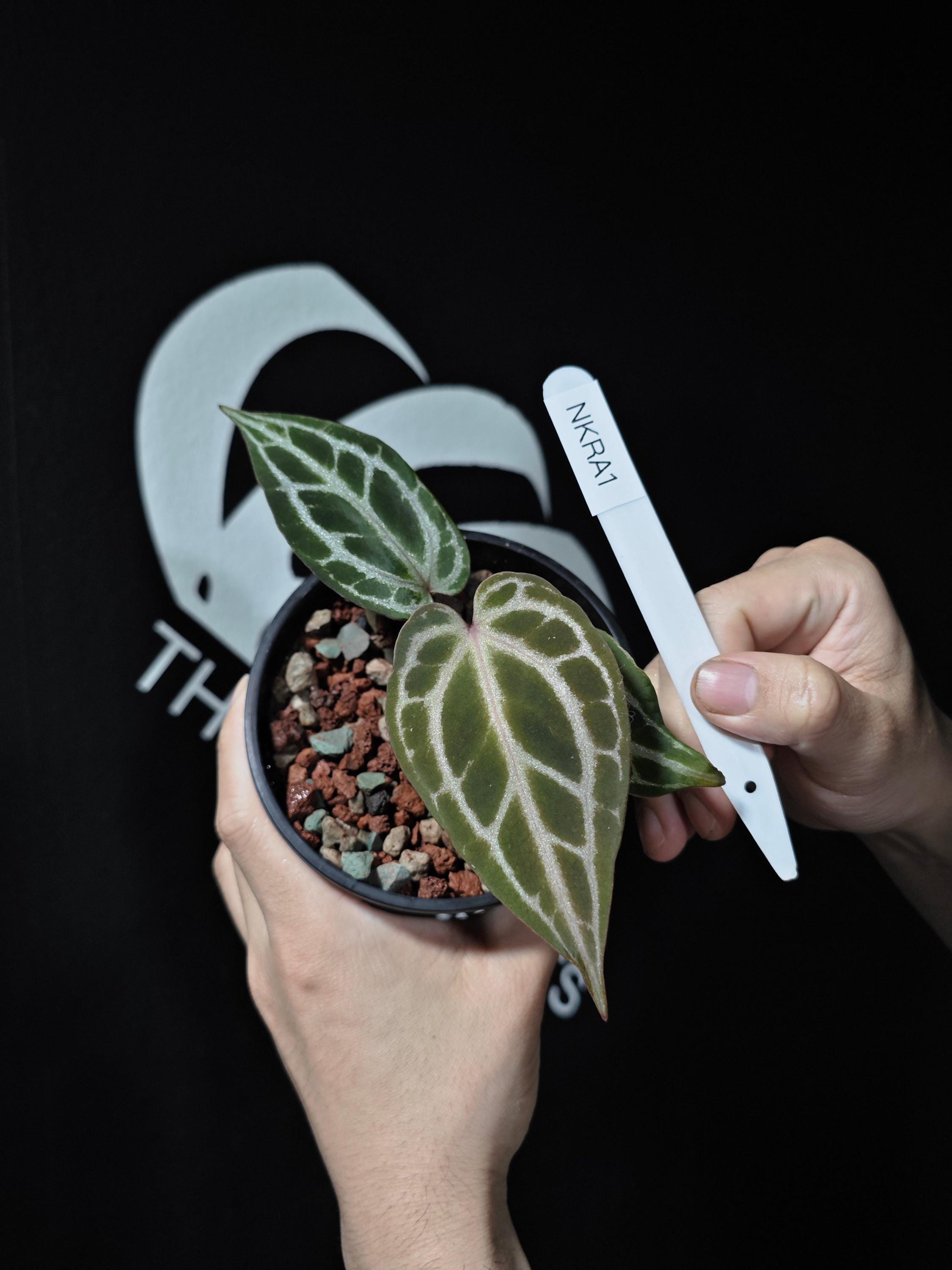 Anthurium King of Spades X Red Crystallinum - Etsy