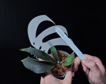 Platycerium Veitchii AR 