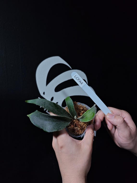 P.veitchii sp. sporeling TIP#2 ビカクシダ Platycerium White Wing