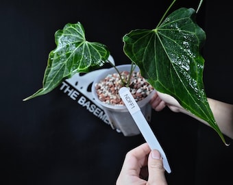 Anthurium Papillilaminum, (fs Self) X (rl Self) - 2x Seedlings - Etsy