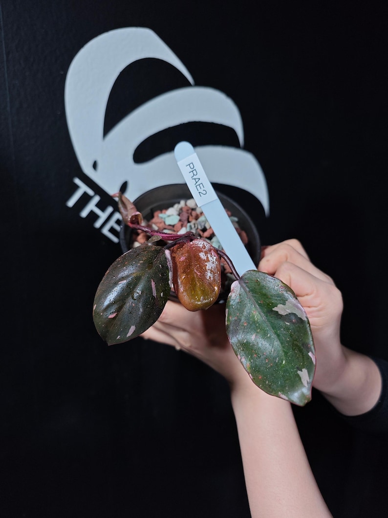 ThebasementsNYC Philodendron Anderson