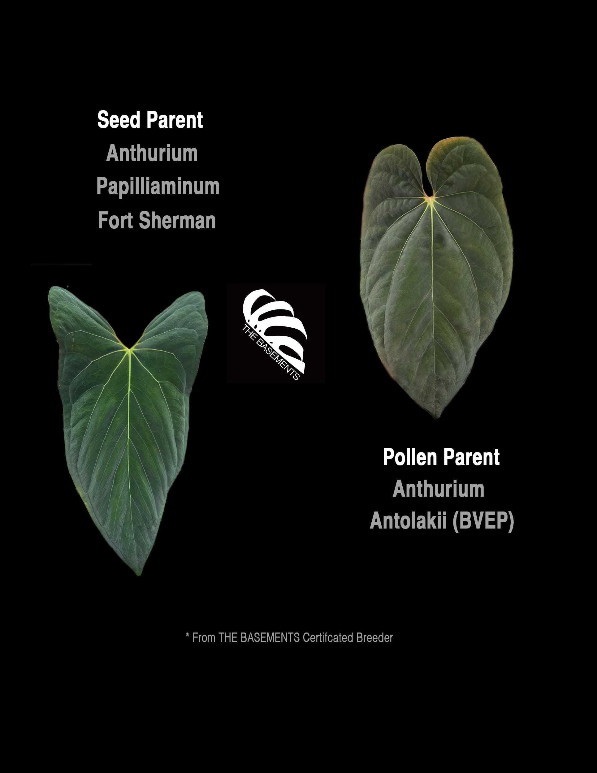 アンスリウム fortsherman x antolakii Anthurium Papilliaminum Fort