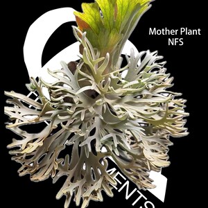 Platycerium Jenny - Etsy