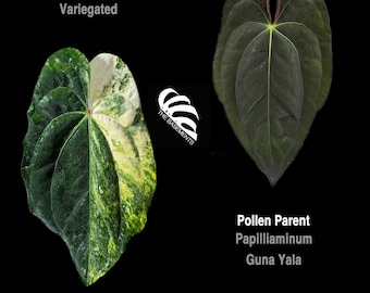 Anthurium Papilliaminum Variegated X Papilliaminum Guna Yala Seeding