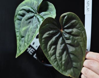Anthurium Papilliaminum x Luxurians (Scott)