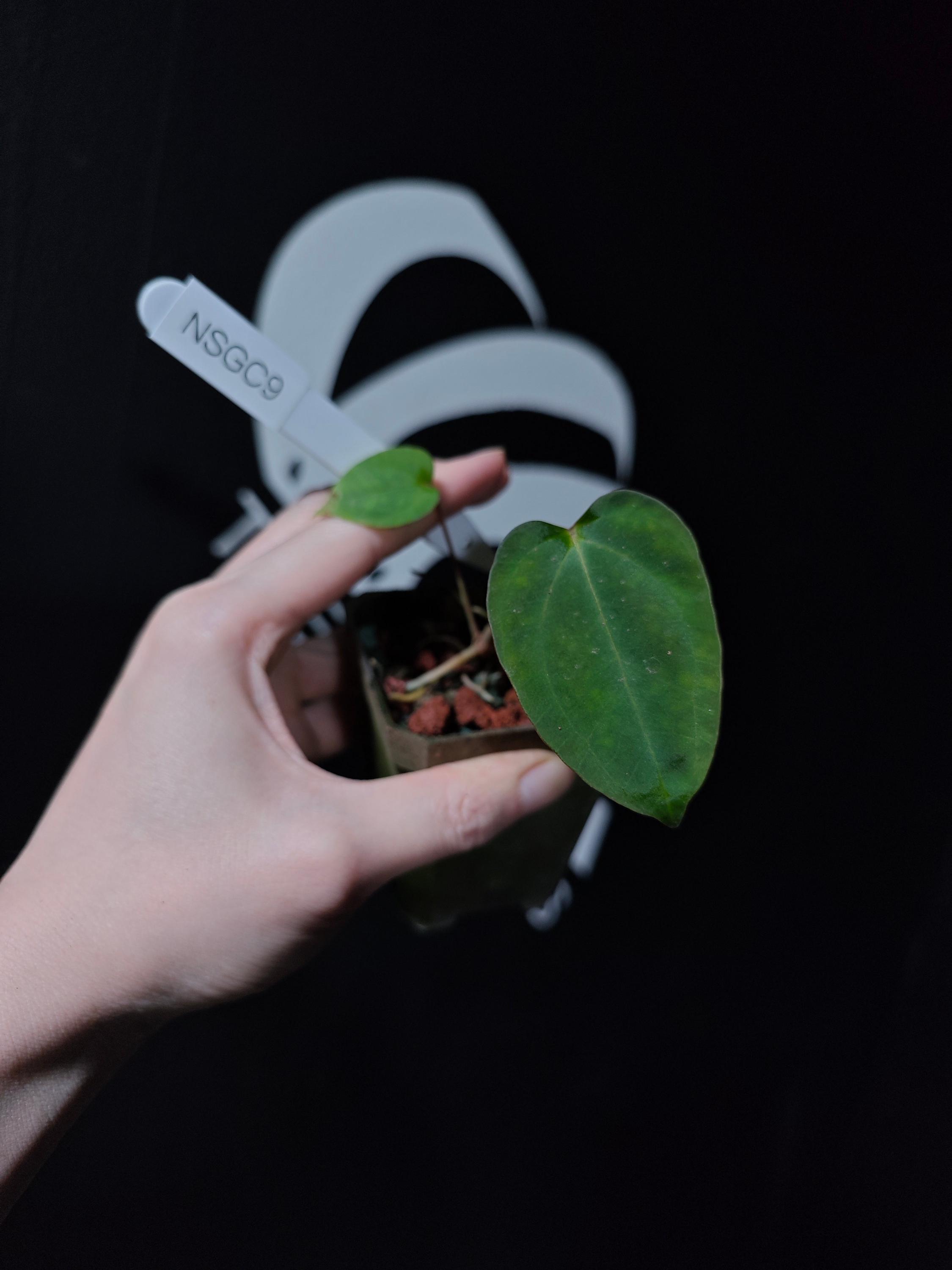 Anthurium Papilliaminum Variegated X Subsignatum Seeding - Etsy