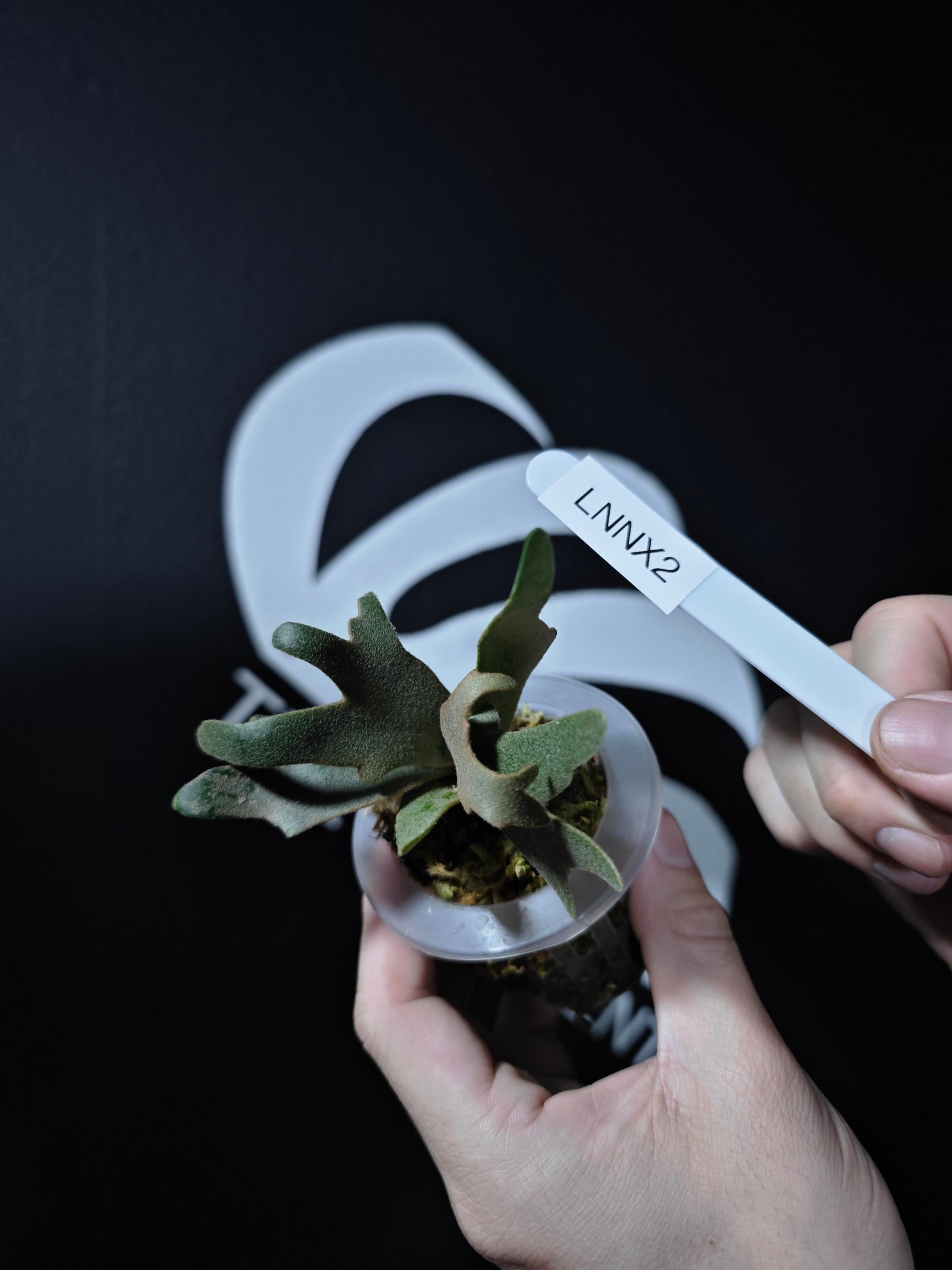 willinckii 'OMG' original pup ② Platycerium Willinckii Little Elf