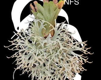 Platycerium Jenny, TC - Etsy