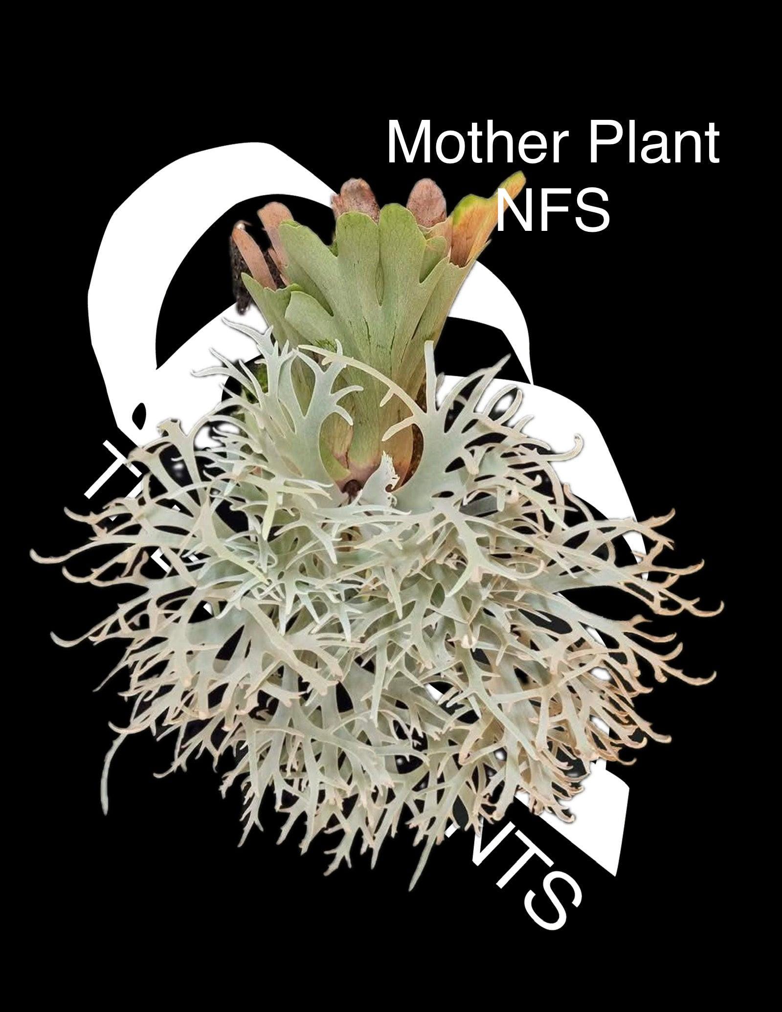 Platycerium Willinckii Dwarf - Etsy