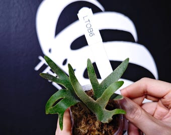 Platycerium Willinckii Dwarf 'totoro' Sporelings - Etsy