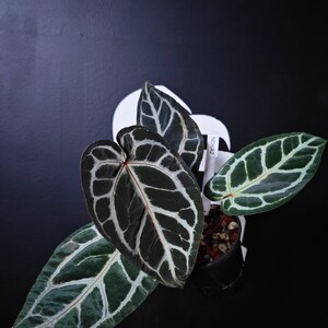 Anthurium Swan Kiss