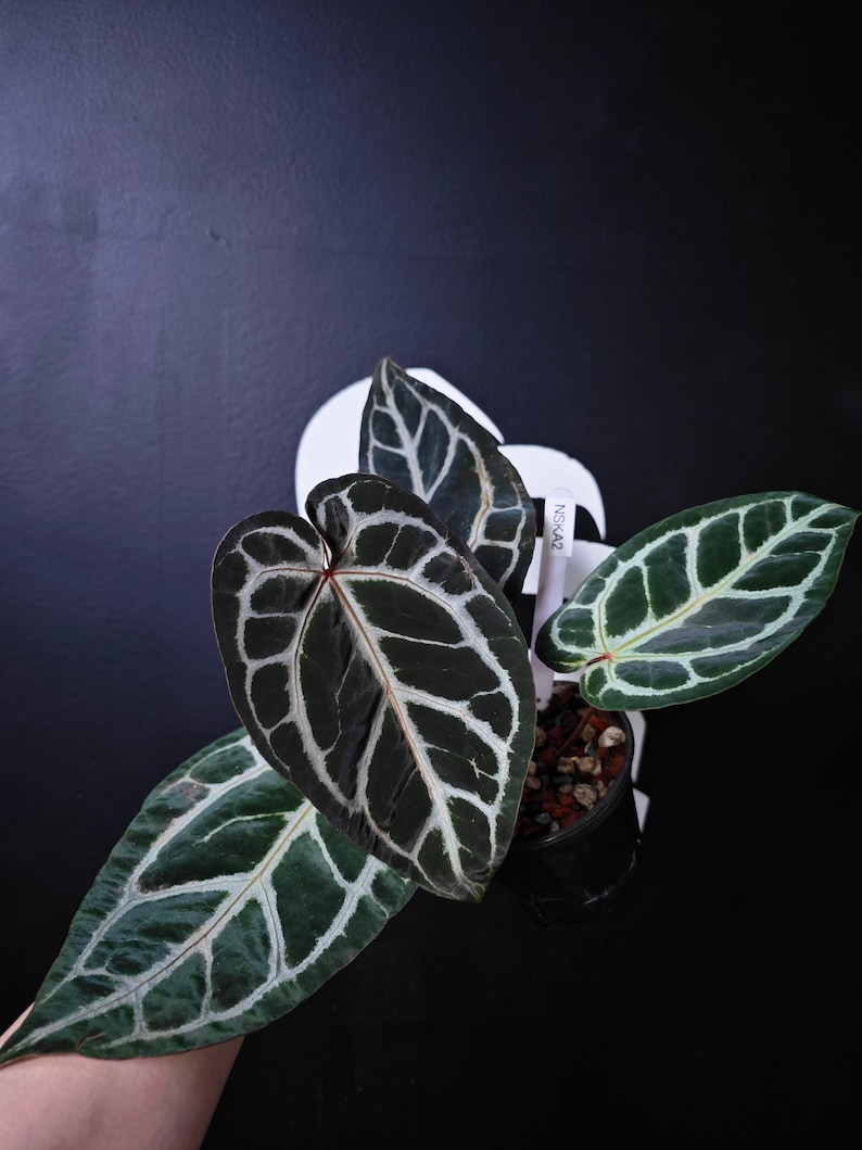 Anthurium Swan Kiss