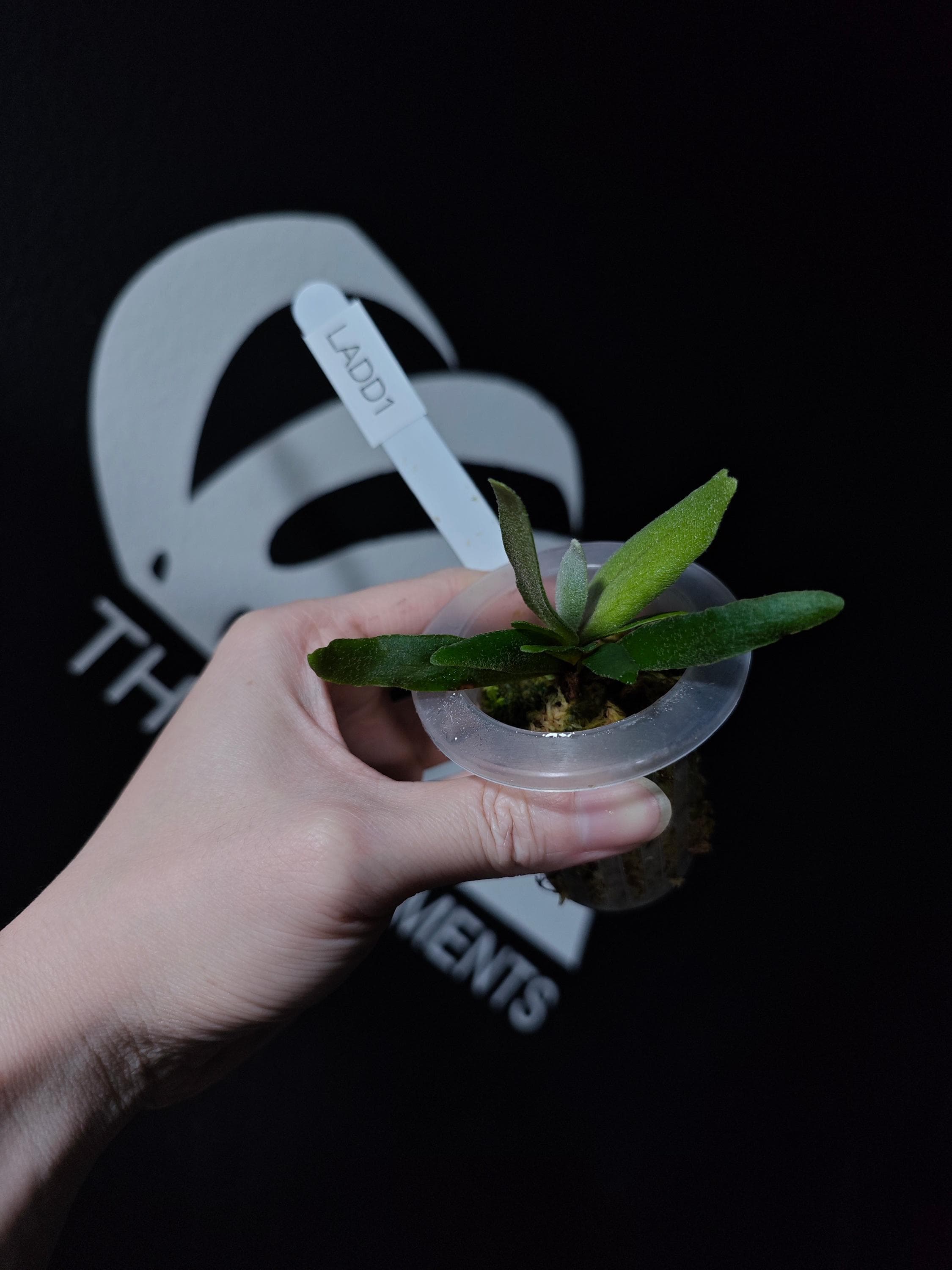 Platycerium Willinckii Asurada Sporeling - Etsy