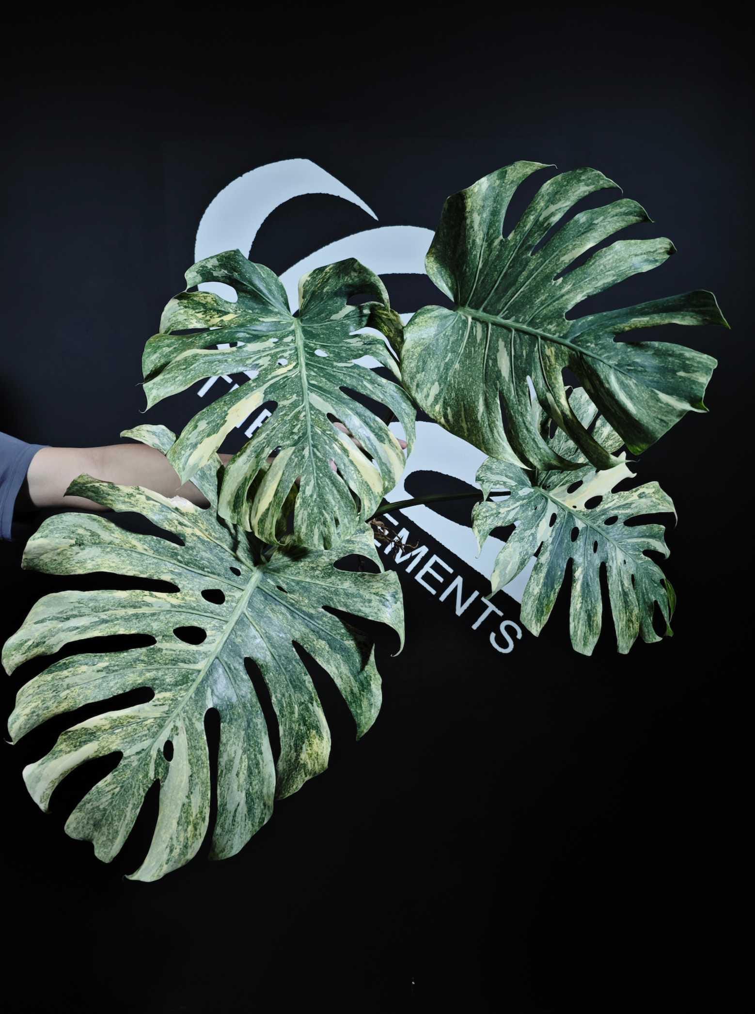 Mint Monstera Thailand - Etsy