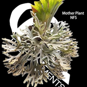Platycerium Willinckii Jenny - Etsy
