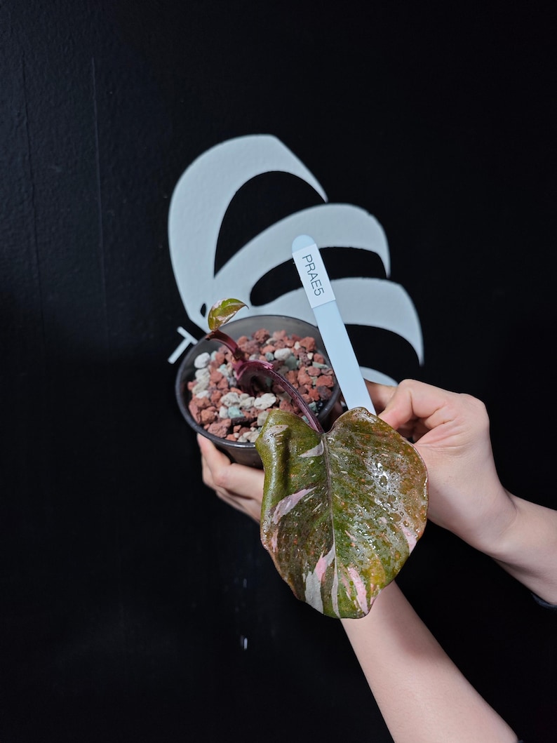 ThebasementsNYC Philodendron Anderson - Thumbnail 5