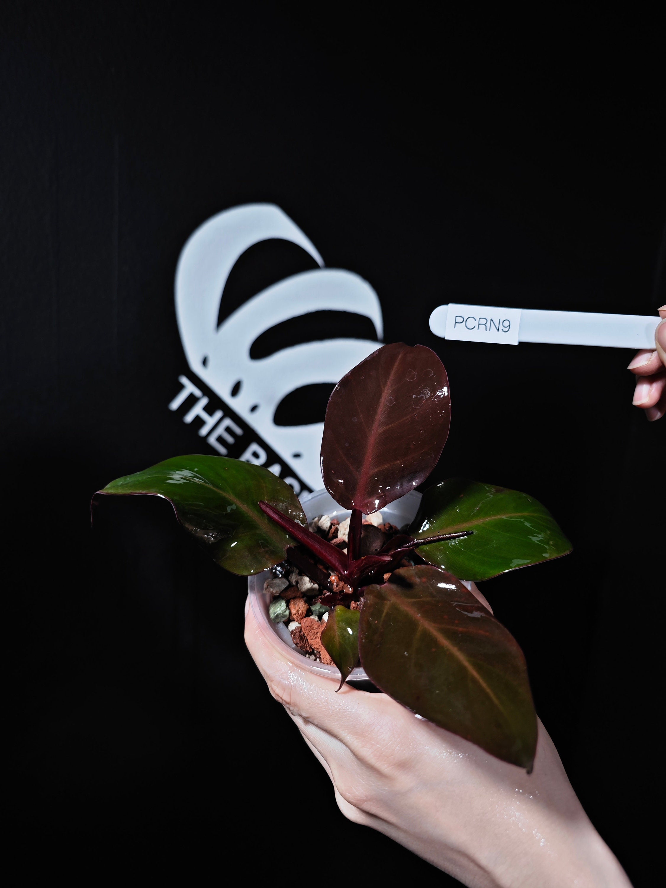 US Seller Philodendron Cherry Red Mint - Etsy