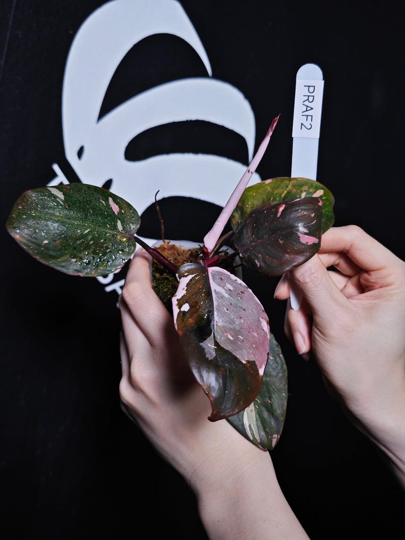 ThebasementsNYC Philodendron Anderson - Thumbnail 3