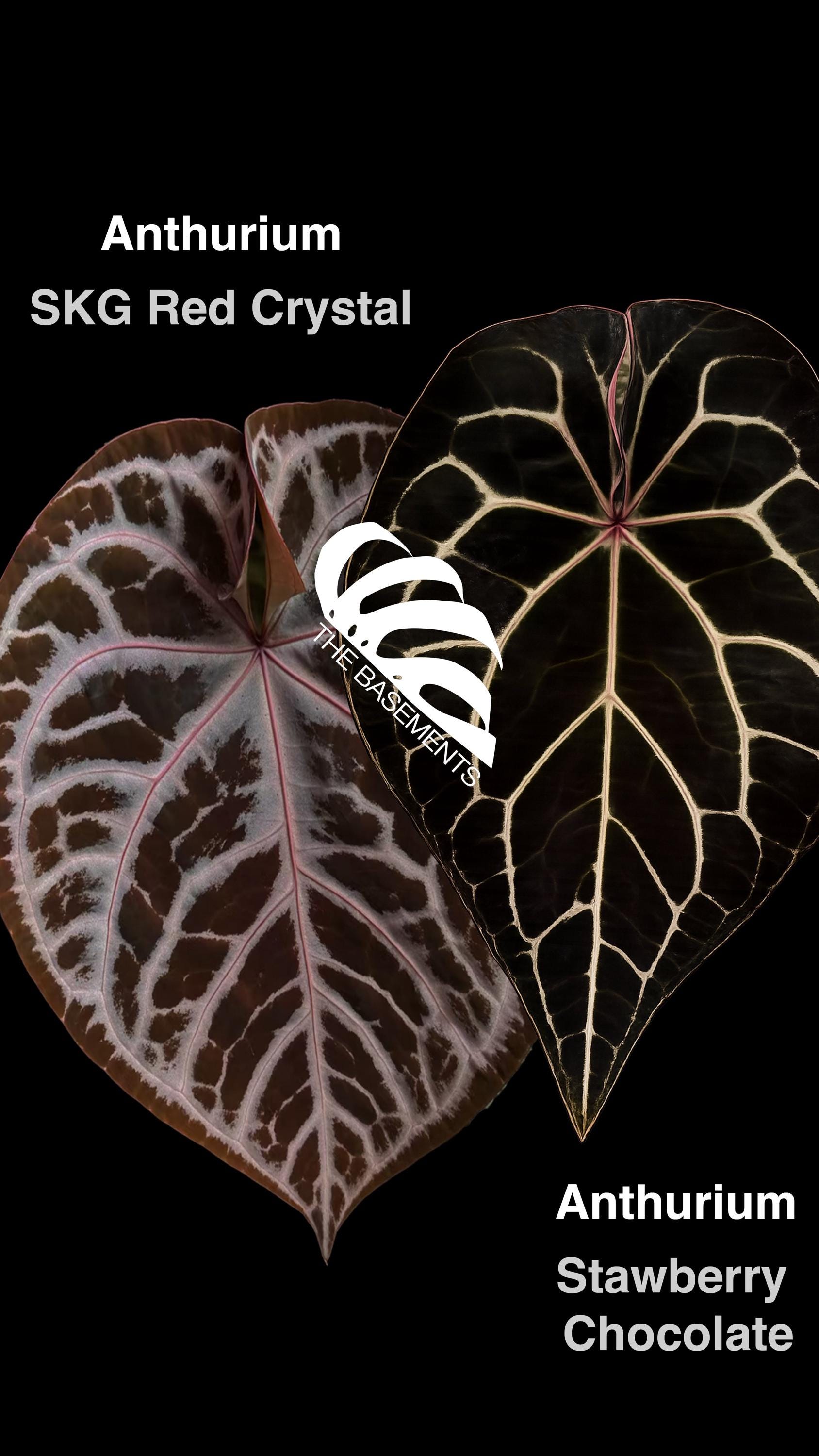 Anthurium SKG Red Crystal X Strawberry Chocolate - Etsy