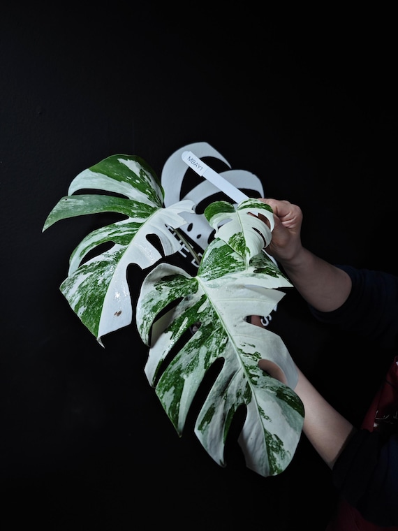 US Seller Monstera Borsigiana Albo