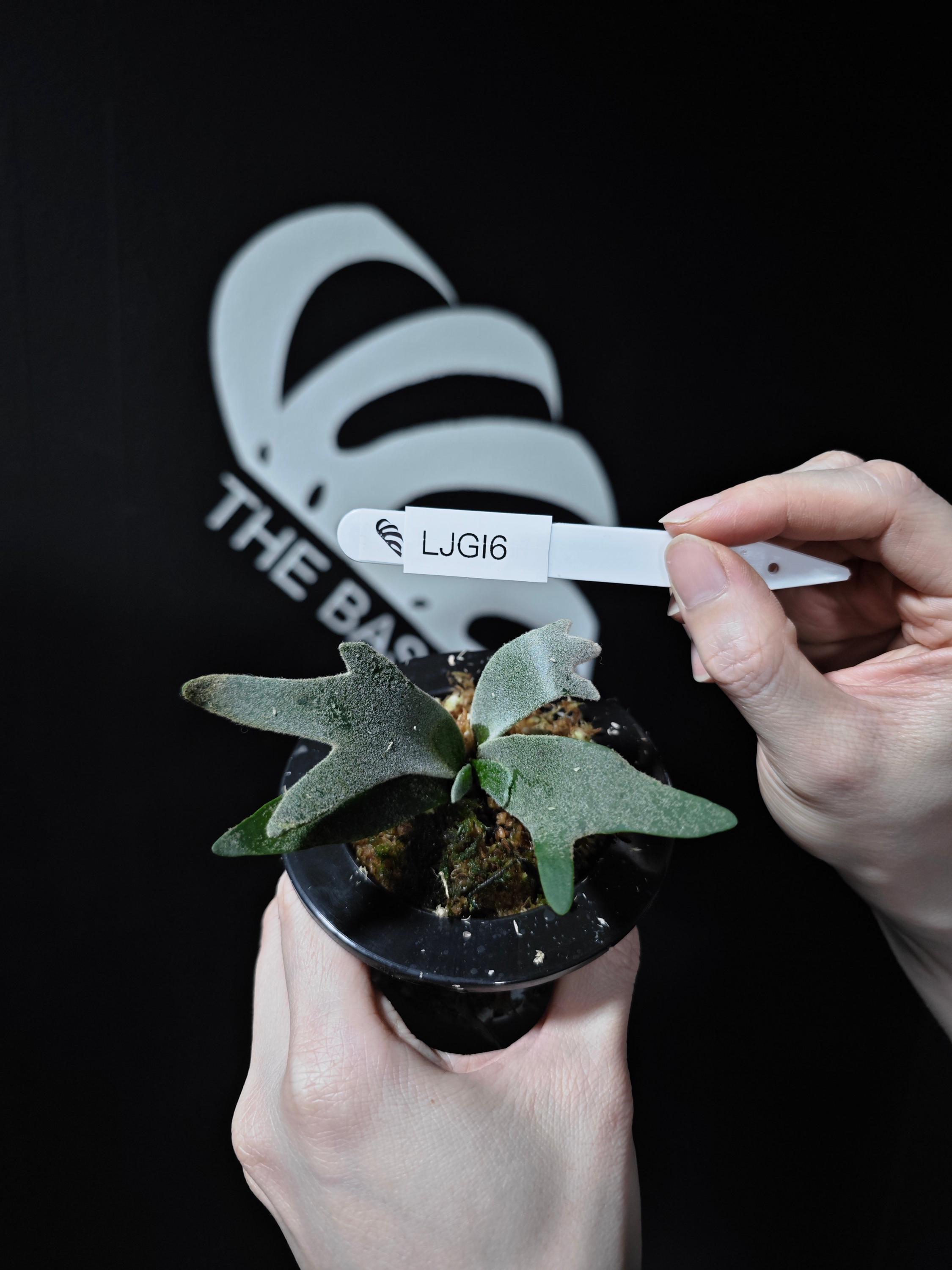 Platycerium willinckii 'Jade Girl' Staghorn Fern – Carnivero