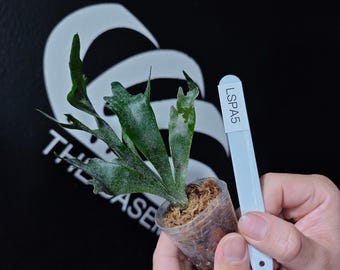 Platycerium Willinckii Spur 