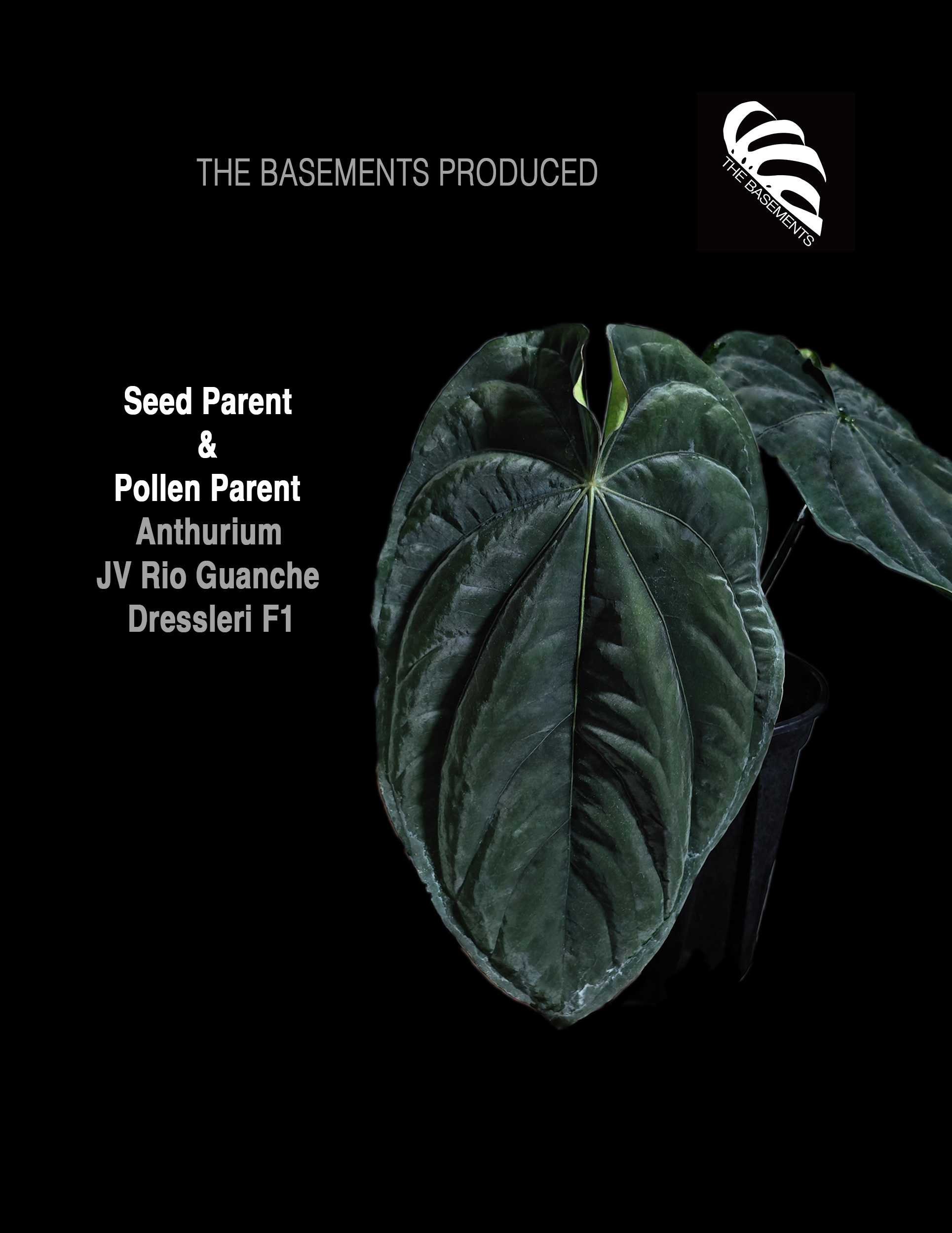 US Seller Anthurium JV Rio Guanche Dressleri F1 Self