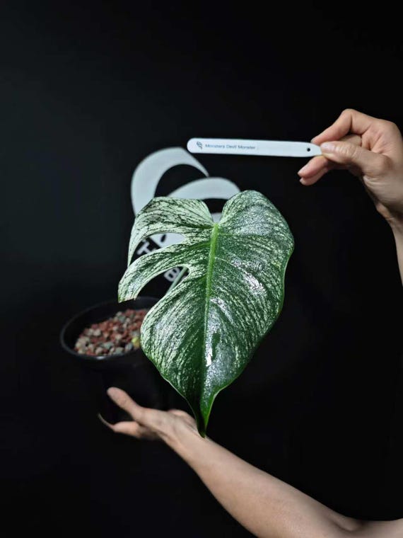 US Seller Monstera Devil Monster - Etsy