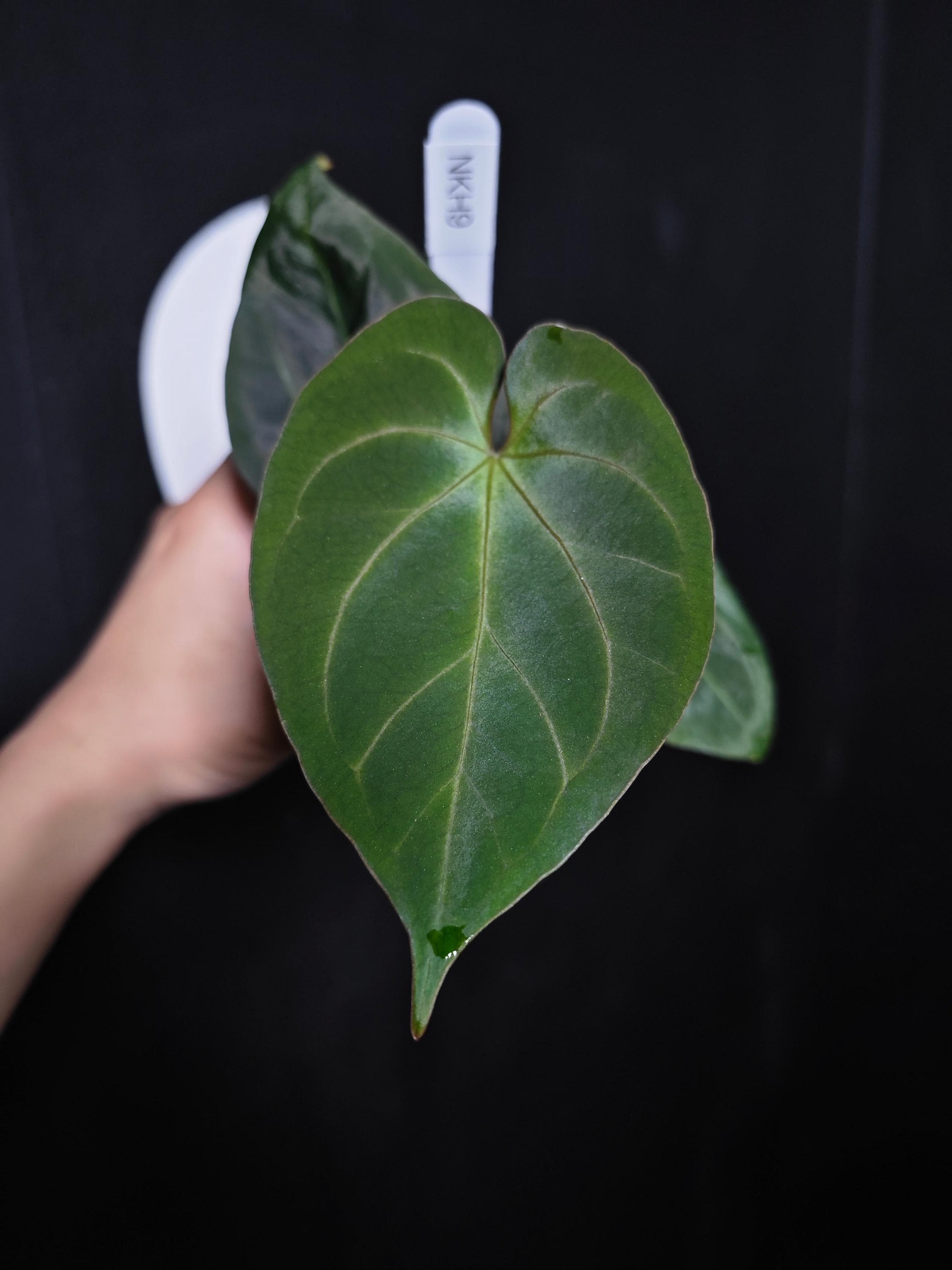 Anthurium Kos Hu - Etsy