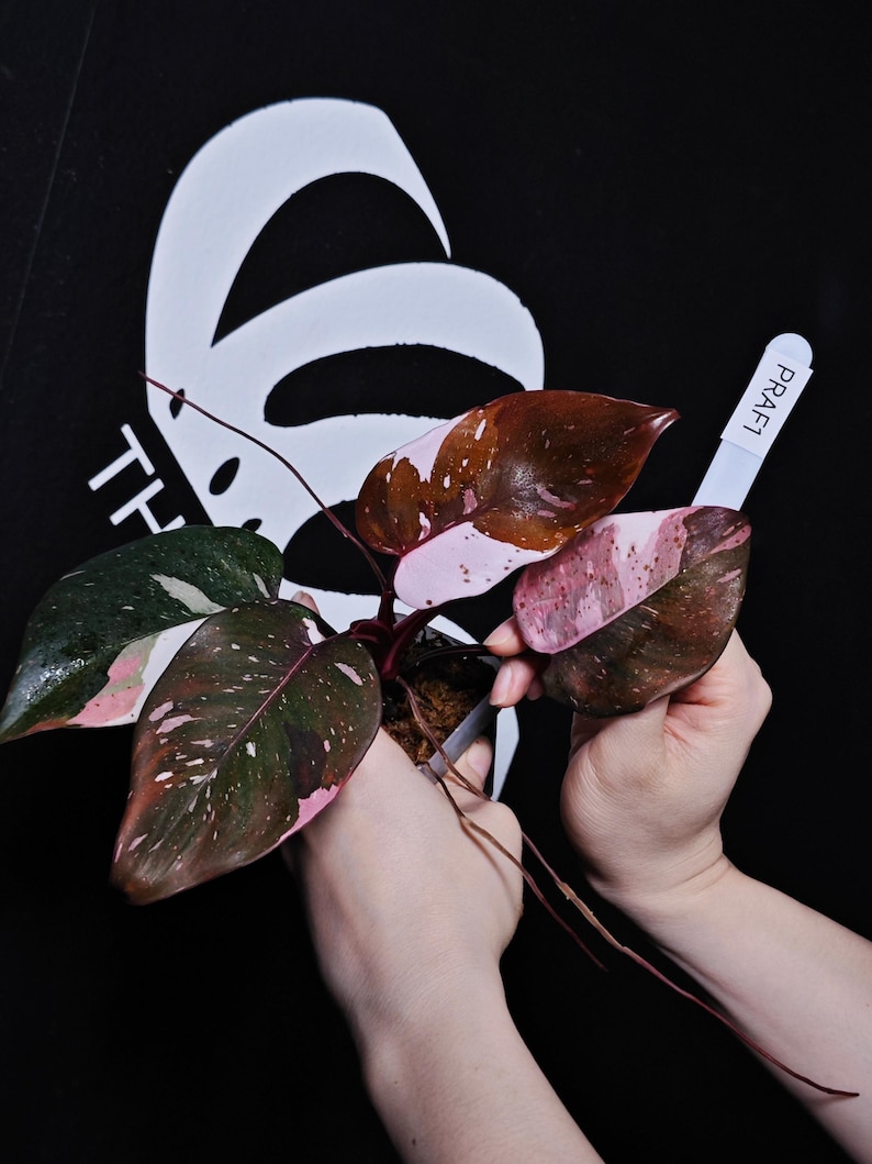 ThebasementsNYC Philodendron Anderson - Thumbnail 2
