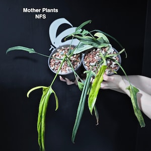 Philodendron Holtonianum Variegated - Etsy