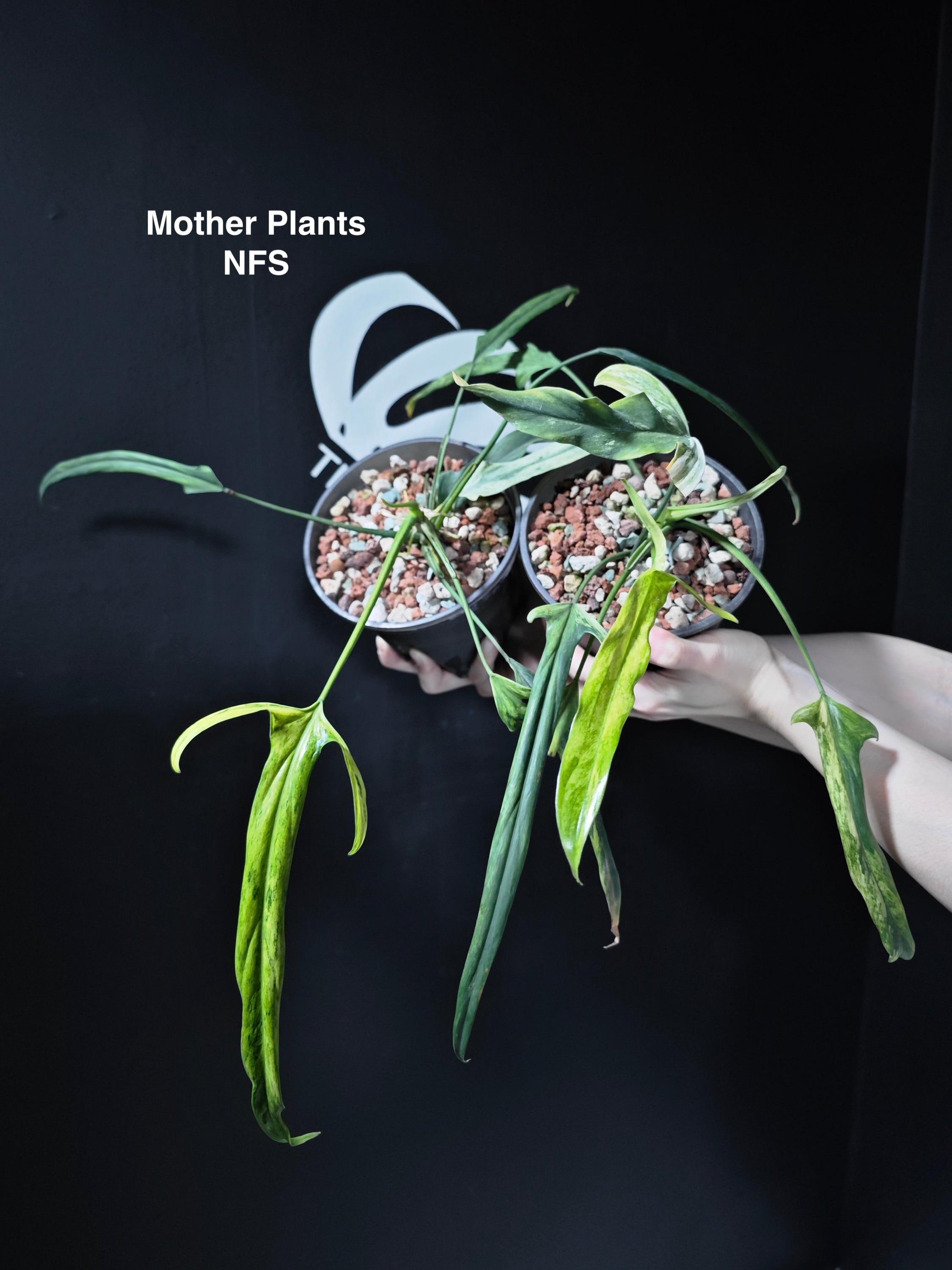 N*S様 Philodendron Holtonianum variegated Philodendron Holtonianum Variegated For Sale | Rare Plant
