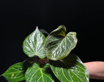 US Seller Anthurium King of Spades Mr Hu Seedling
