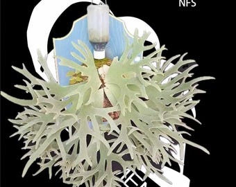 p.willinckii aysun sporeling Platycerium Willinckii Aysun 月