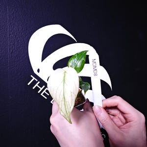 May include: A small potted plant with variegated leaves, featuring one prominent white leaf with green veins and a smaller green leaf with white speckles. A white plant tag with the text MDMD8 is tucked into the soil.